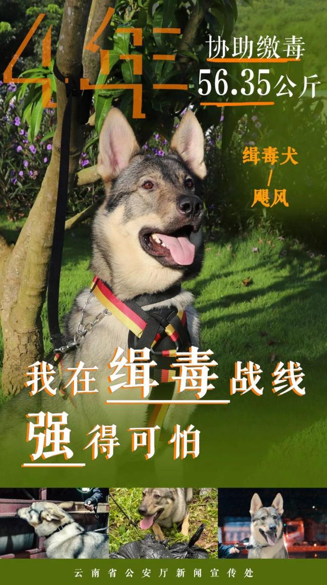 緝毒汪汪隊(duì)成績(jī)強(qiáng)得可怕 無(wú)言戰(zhàn)友功勛卓著
