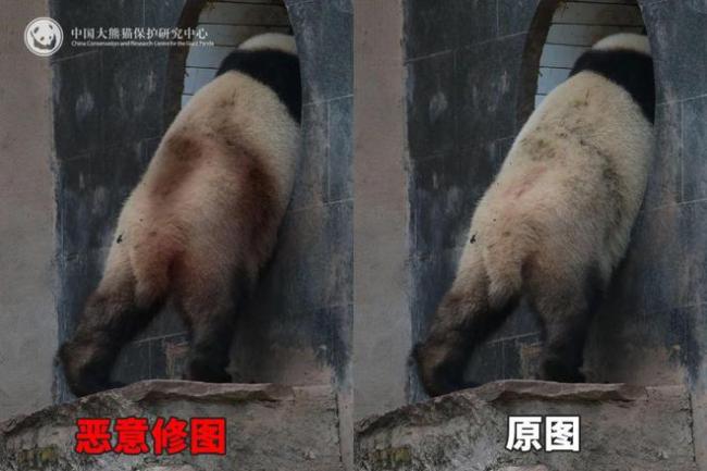官方辟謠大熊貓背上“血洞” 實為毛色與光影效果