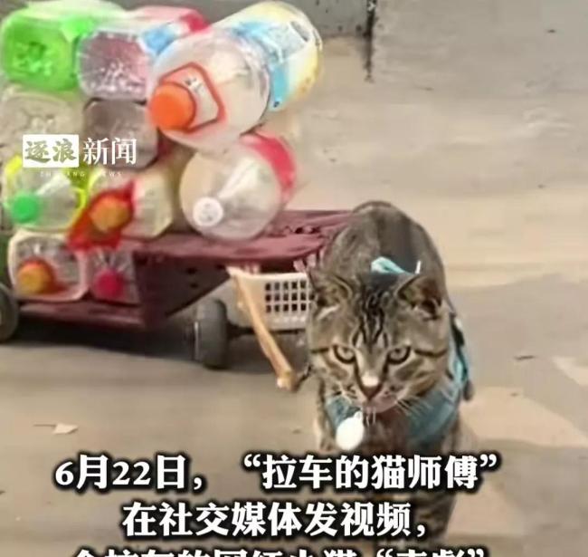 會(huì)拉車(chē)的網(wǎng)紅貓“喪彪”中毒死亡 趙朔評(píng)論區(qū)留言：養(yǎng)貓好難