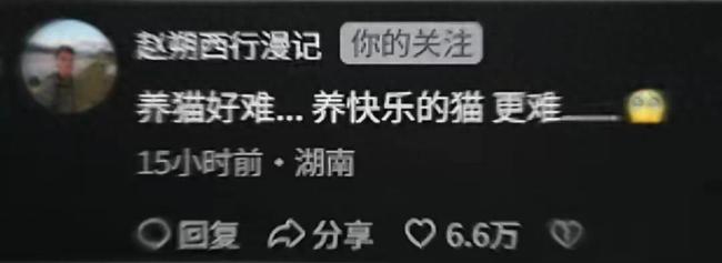 会拉车的网红猫“丧彪”中毒死亡 赵朔评论区留言：养猫好难