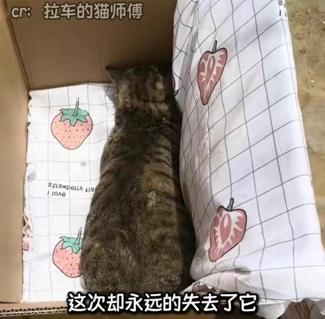 會(huì)拉車(chē)的網(wǎng)紅貓“喪彪”中毒死亡 趙朔評(píng)論區(qū)留言：養(yǎng)貓好難