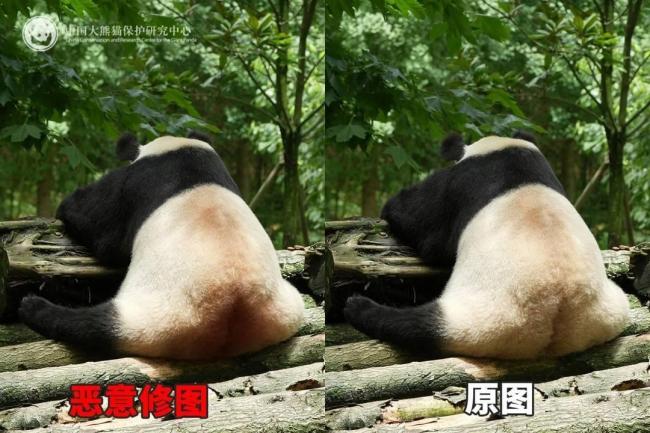 大熊猫背上有“血洞”？官方回应 泥巴染色引起误会