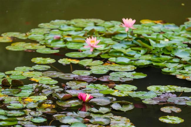 香山公園開出罕見雙色睡蓮 自然界的視覺盛宴