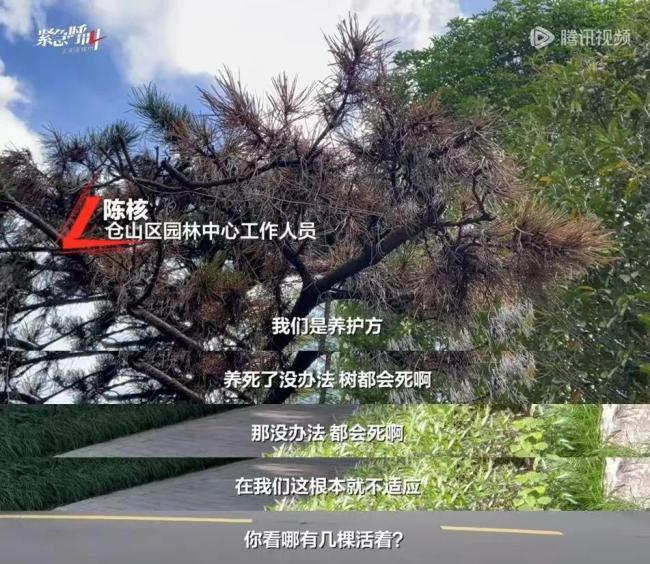 福建一公园多棵80万“天价树”死亡 绿化项目疑云重重
