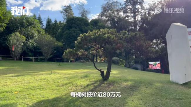 公園被舉報(bào)采購(gòu)天價(jià)樹(shù)每棵近80萬(wàn) 天價(jià)樹(shù)引爭(zhēng)議