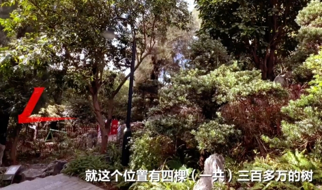 市民舉報公園1棵樹77萬實際才3.8萬 天價樹賬目存疑