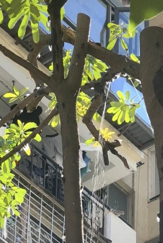 蝉尿 树上倾泻的神秘液体揭秘
