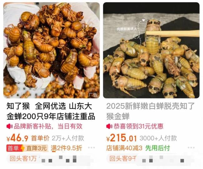 1元1只知了賣爆了 有人專門晚上抓 市場需求激增