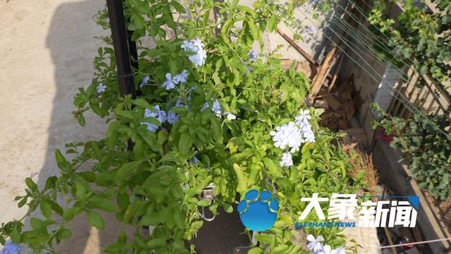 河南27歲“賣菜西施”吸粉超600萬(wàn) 鄉(xiāng)音響徹太行山下