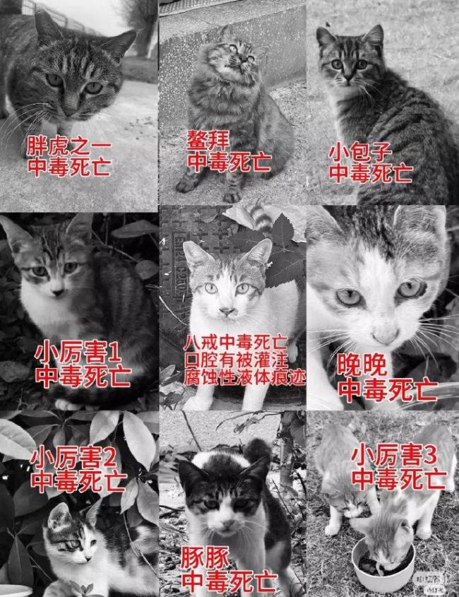 虐猫犯成功上岸事业编？人社局回应：若是将不予录用，网友热议
