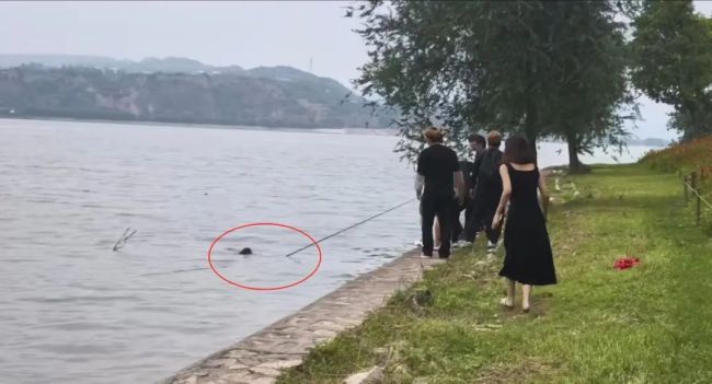 母子落水钓鱼男子伸鱼竿救人 众人合力救援成功