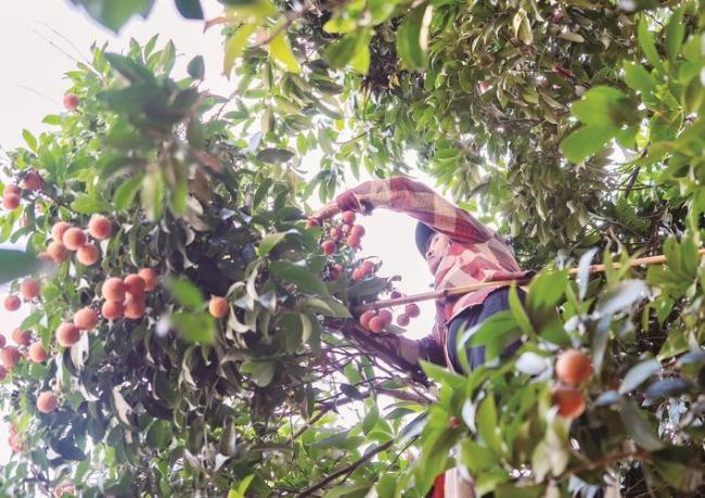 福建漳州300多年荔枝古树又结果了