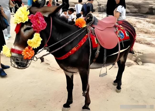 女游客投訴壺口景區(qū)公驢鞭 一場由“敏感部位”引發(fā)的羅生門