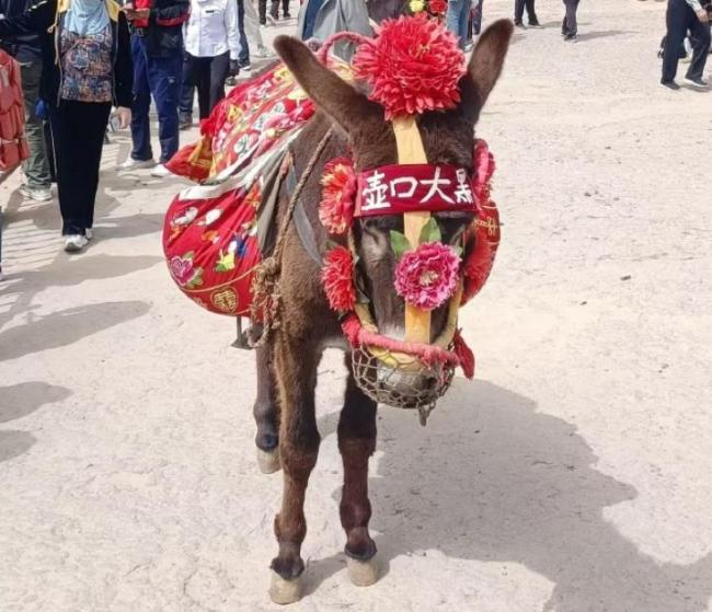 女游客投訴壺口景區(qū)公驢鞭 一場(chǎng)由“敏感部位”引發(fā)的羅生門(mén)