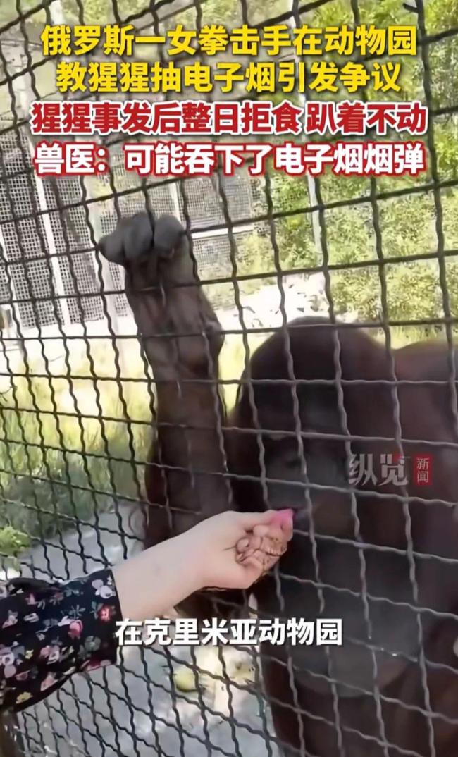 俄罗斯一女拳击手教猩猩抽电子烟 事件引发争议与调查
