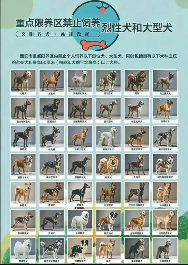 媒體評(píng)多地宣布“解禁”中華田園犬 管理趨勢(shì)逐步放寬