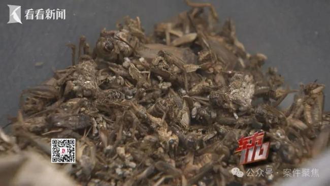 女子在沪“白嫖”两月被抓 恶意索赔终自缚