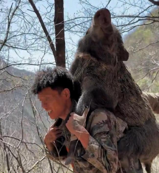 杀野猪让人流连忘返 猎人与狗的“战斗”直播