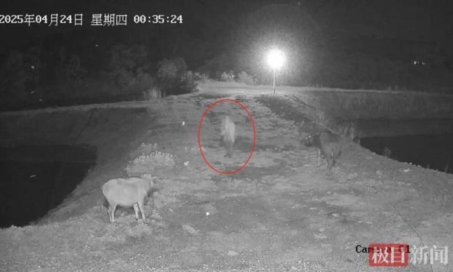 两头耕牛失窃七旬老人含泪报警 民警历时两月寻回