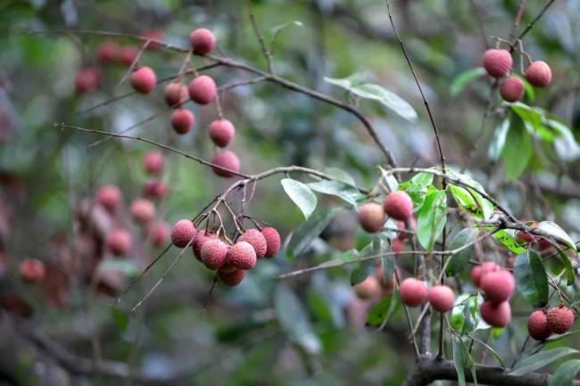 广州一棵千年荔枝树再次结果 古树新果引村民观赏
