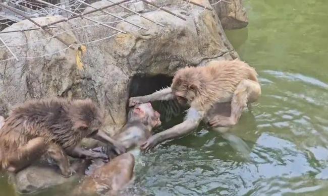 南京动物园一网红猴遭霸凌 硬气“大犟种”引热议