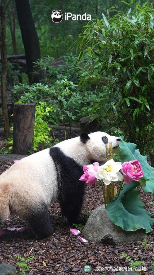 熊猫界顶流过生日的排面 姐妹花五岁庆生引关注