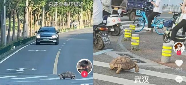 武漢市民圍觀陸龜過斑馬線 蘇卡達(dá)陸龜獲救助