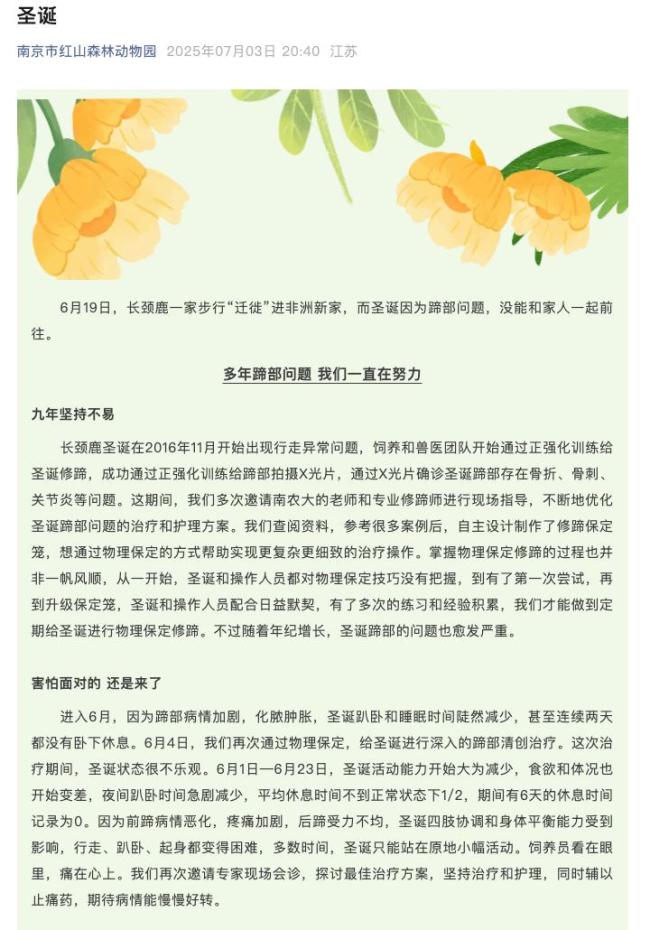 红山动物园网红长颈鹿去世 圣诞留下美好回忆