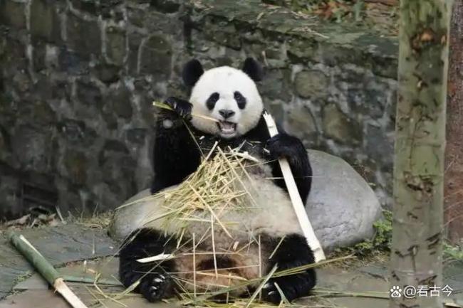 2人想赚流量钱，造谣科研人员虐待大熊猫获刑