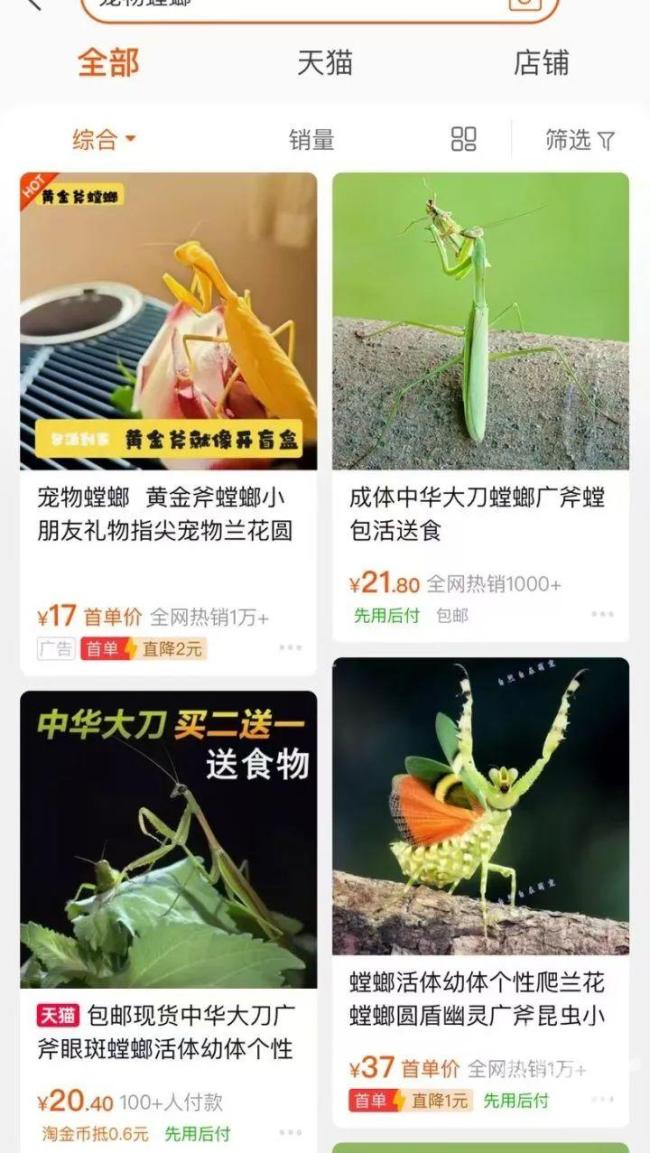 業(yè)主誤將鄰居的寵物螳螂當(dāng)蟑螂噴殺 異寵引發(fā)鄰里糾紛