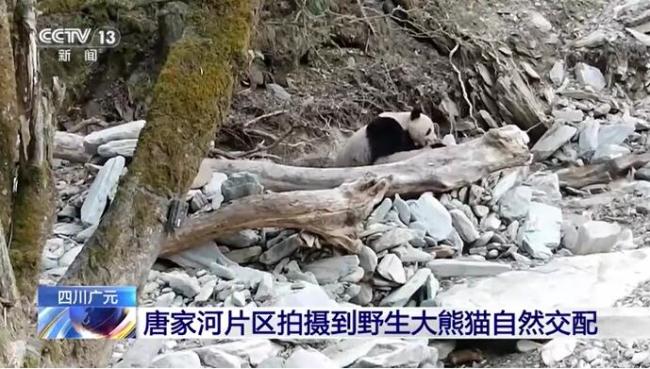 野生雄性大熊猫独特求偶行为被拍到 珍贵影像记录自然交配
