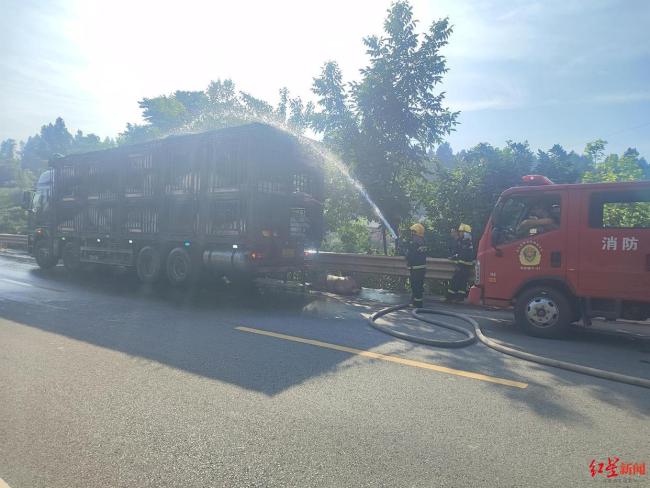 上百頭豬中暑司機急哭說賠不起