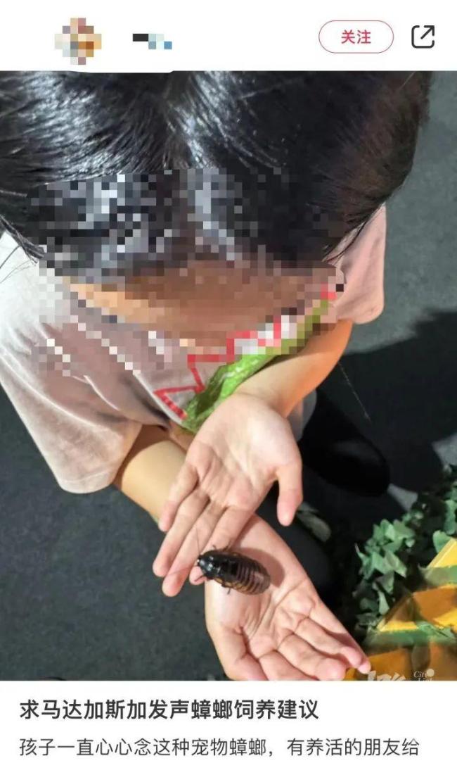 業(yè)主錯殺鄰居所養(yǎng)的寵物螳螂 鄰里因異寵起爭執(zhí)