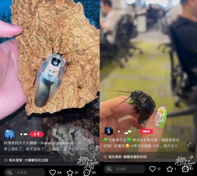 男子誤殺寵物螳螂賠400元 異寵飼養(yǎng)引爭議