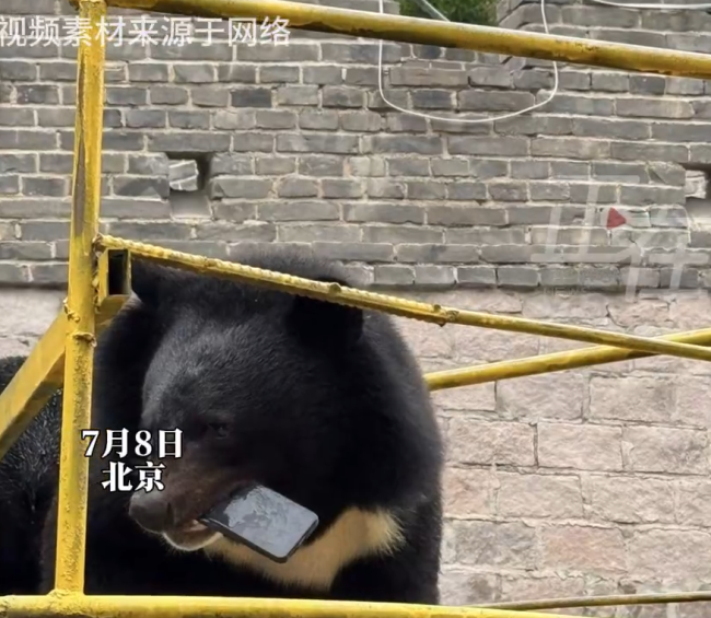 八達(dá)嶺景區(qū)回應(yīng)游客手機被熊叼走自拍 游客手機意外成熊“自拍神器”