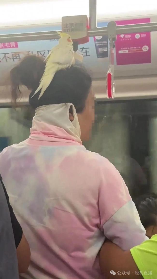 北京地铁内现头顶鹦鹉乘客