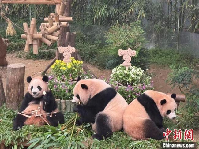 睿寶輝寶將離開媽媽獨立生活 迎來兩周歲生日慶典