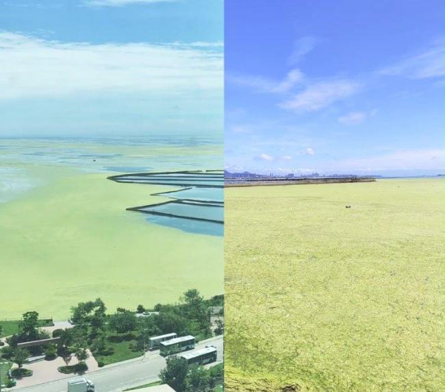 山东乳山银滩浒苔来袭 海面变草原 清理工作进行中