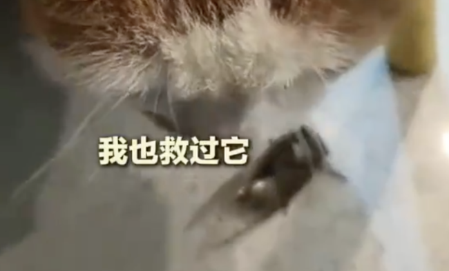 流浪貓帶獵物來喂它的女生家