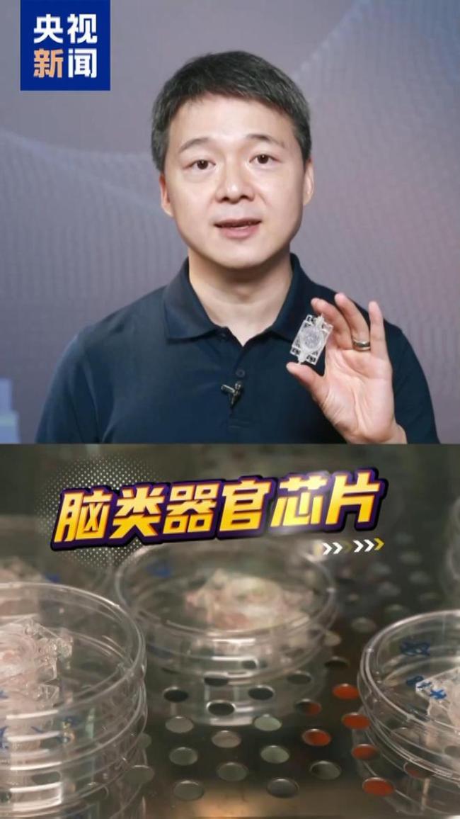我國送一顆迷你大腦上太空 探索太空對腦影響