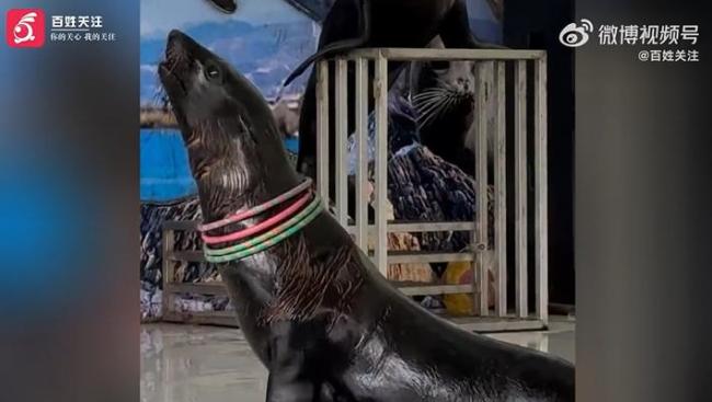 野生動物園一海獅被指傷痕累累