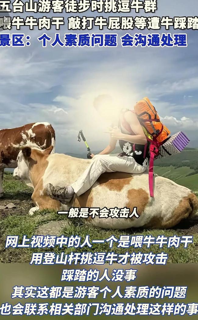 游客喂牛牛肉干挑逗牛群遭踩踏 景區(qū)稱因游客素質(zhì)問題