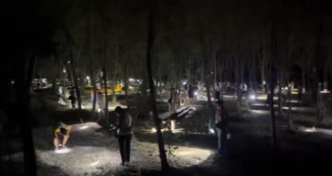 提桶抓熬夜抓 知了猴為啥這么搶手