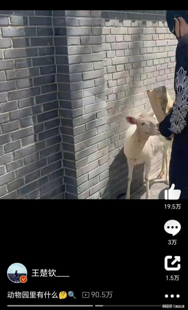 王楚欽喂駱駝 動物園里的短暫休息
