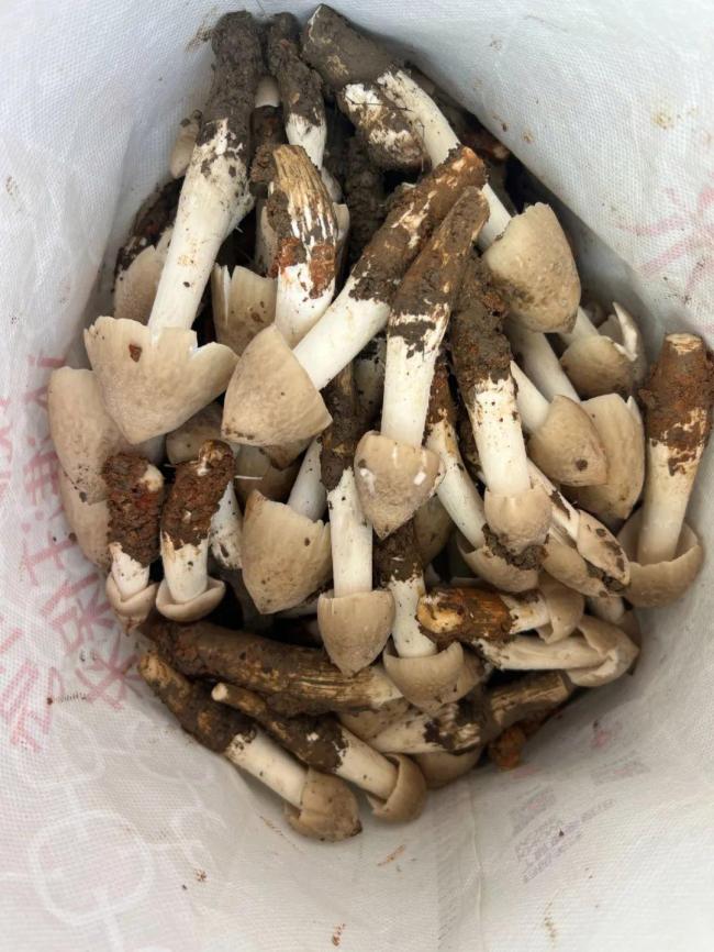 菌中之王火了 最貴賣到每公斤1800元 杭州人凌晨出動挖菌忙
