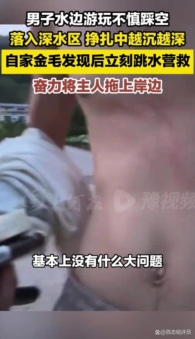 男子落水被金毛救上岸 忠誠守護(hù)感動網(wǎng)友