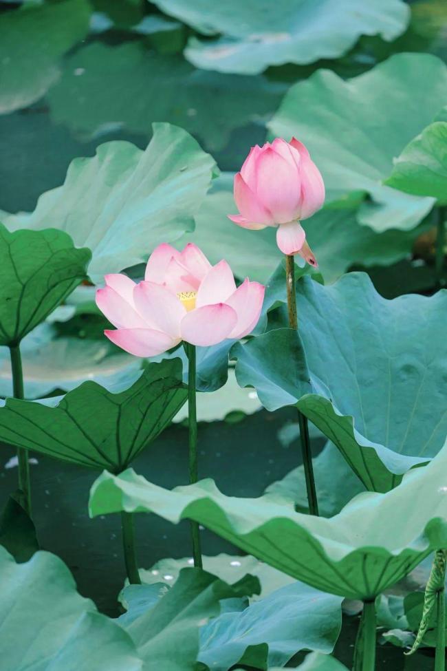 今日大暑夏天的最后一個(gè)節(jié)氣