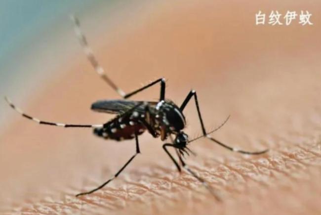 广东基孔肯雅热确诊已超2000例 病例持续增加