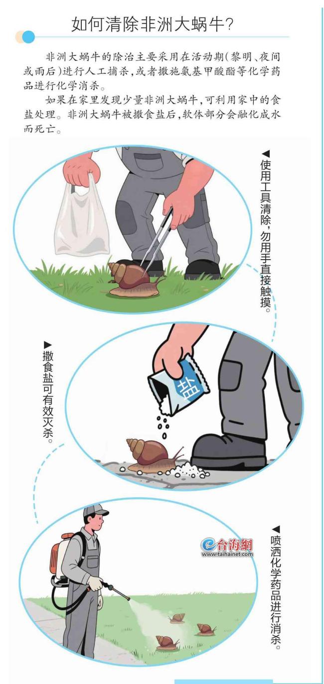 廈門清除非洲大蝸牛1280余斤 多部門聯(lián)合行動(dòng)