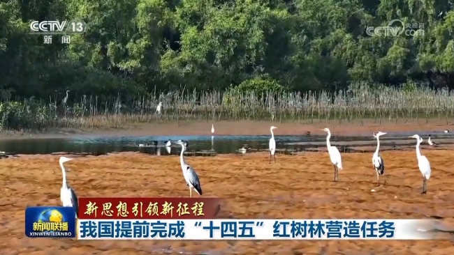 【新思想引領(lǐng)新征程】我國提前完成“十四五”紅樹林營造任務(wù)